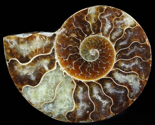 Agatized Ammonite Fossil (Half) #39637
